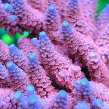 RRC Angry Birds Acropora Tenuis