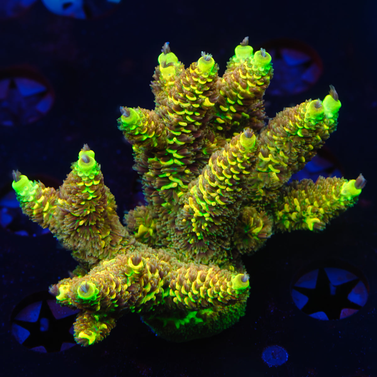 RR All Green Rainbow Splice Millepora WYSIWYG - N6