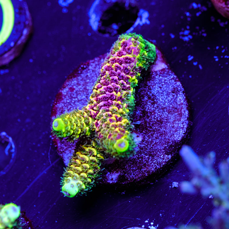 RRC Rainbow Splice WYSIWYG - C4