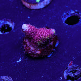 RRC Rainbow Splice WYSIWYG - ALL RED - K4