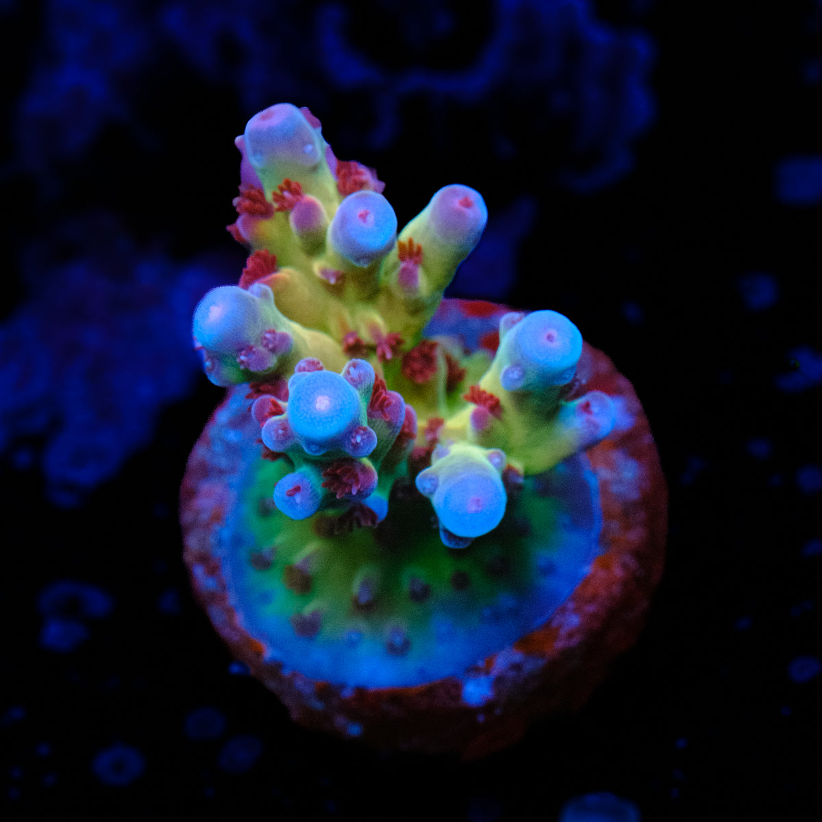 RR OG Avengers Acropora WYSIWYG - R2