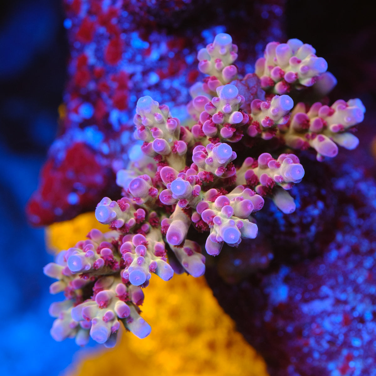 RR OG Avengers Acropora