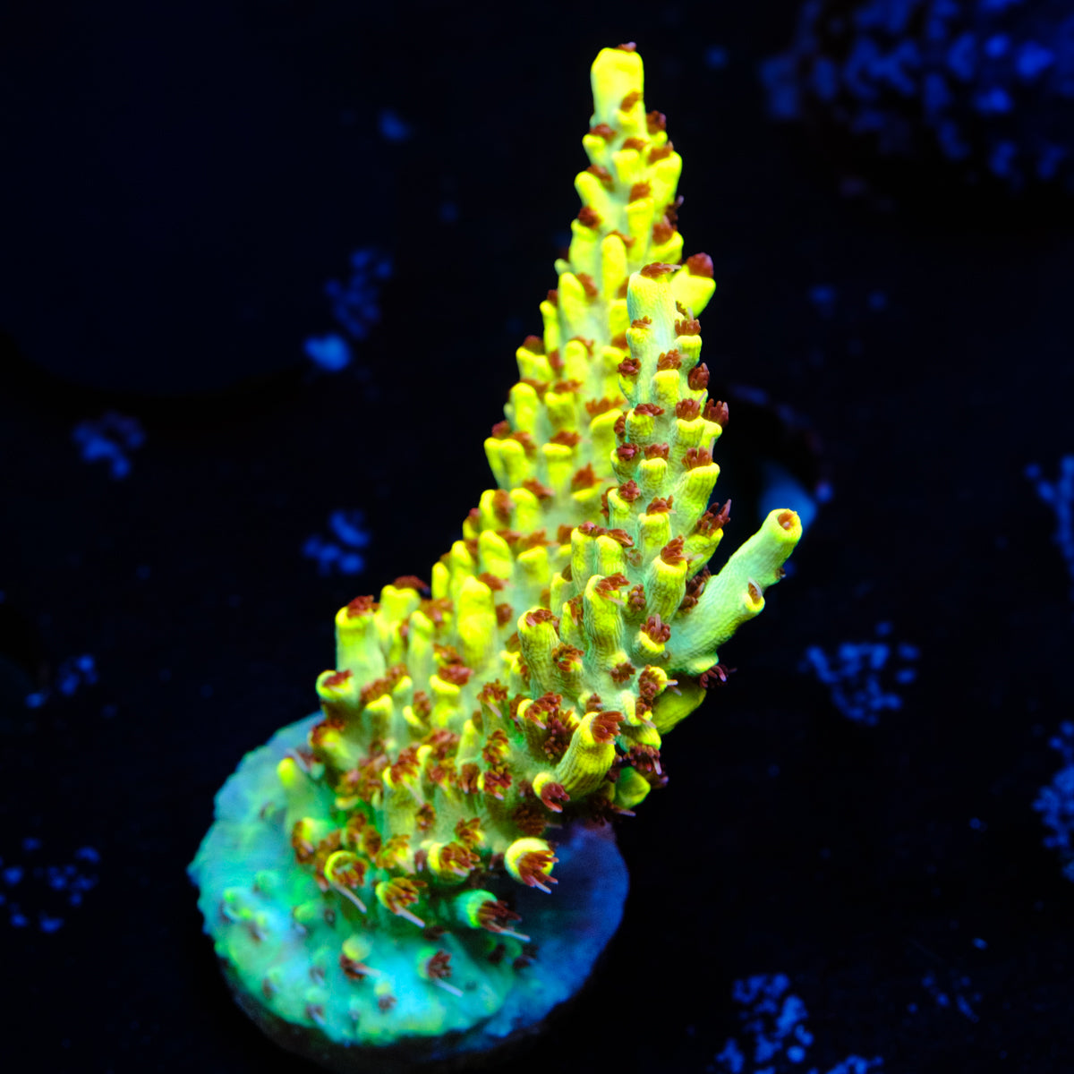 RR Pink Floyd Acropora WYSIWYG - J2-4