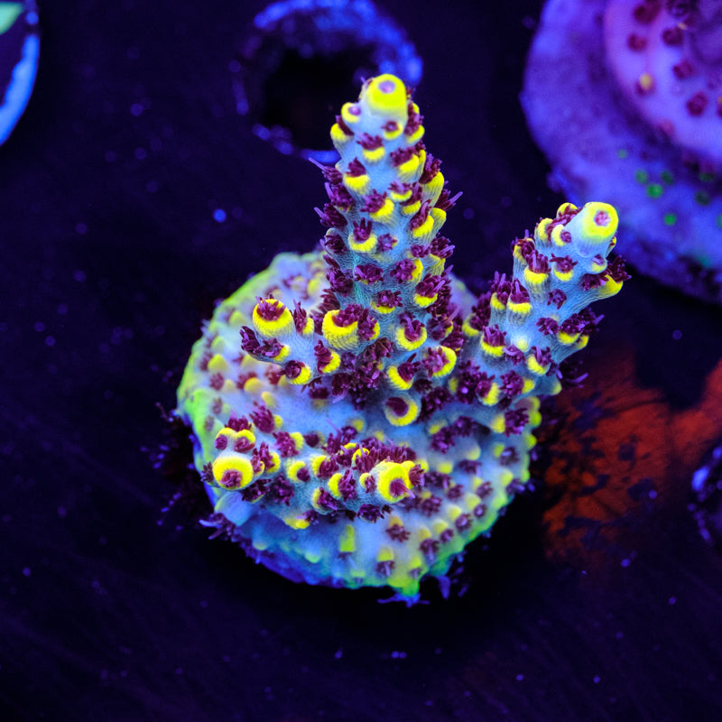 RR Pink Floyd Acropora WYSIWYG - S4