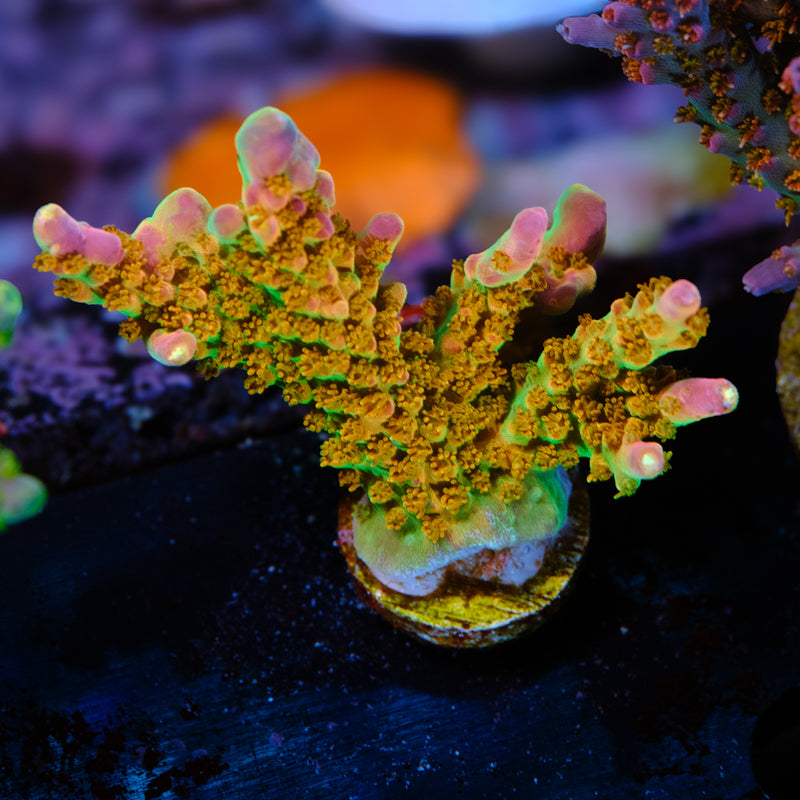 RR Rainbow Loom Acropora WYSIWYG - T1