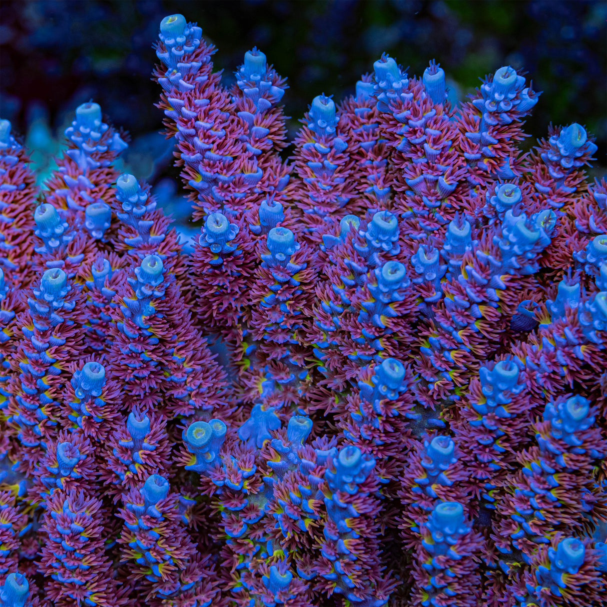 RRUSA Angry Birds Acropora