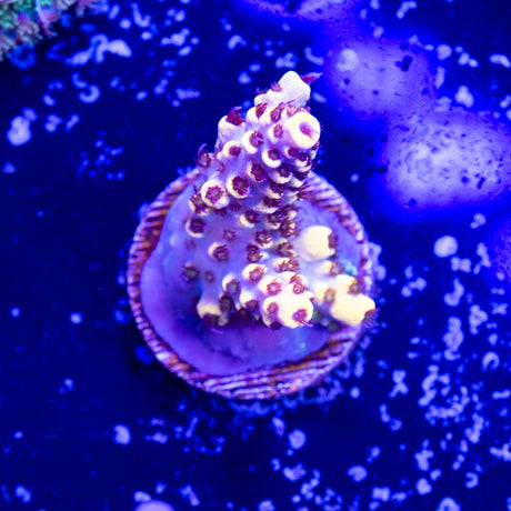 RR Pink Floyd Acropora