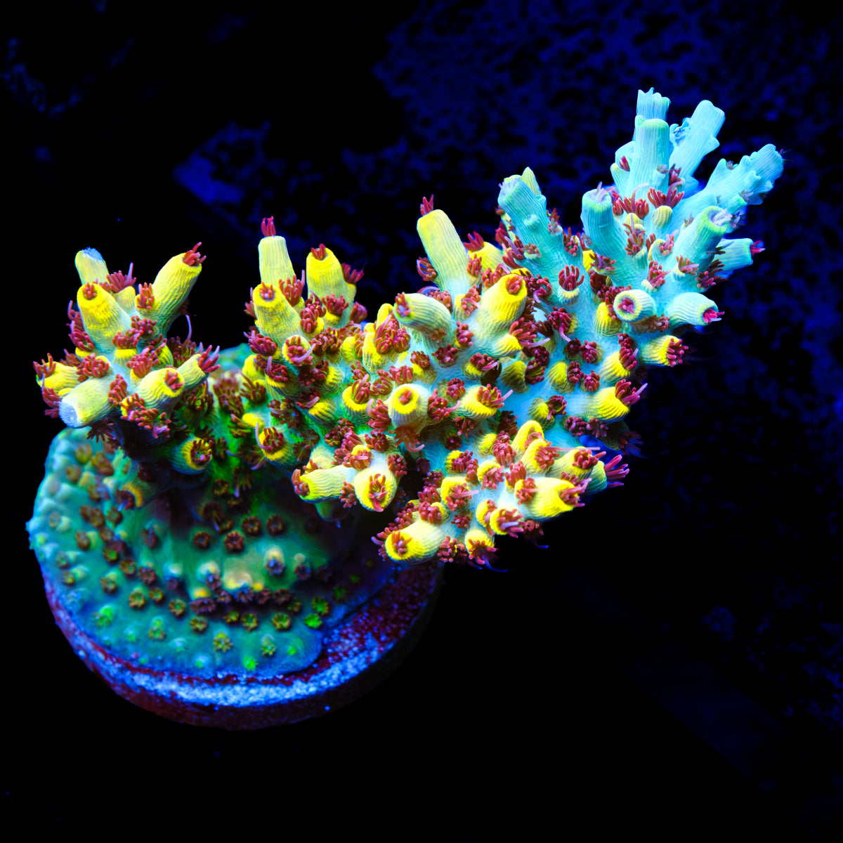 RR Pink Floyd Acropora WYSIWYG - G2-4