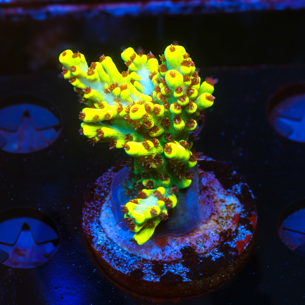 RR Pink Floyd Acropora WYSIWYG - I6