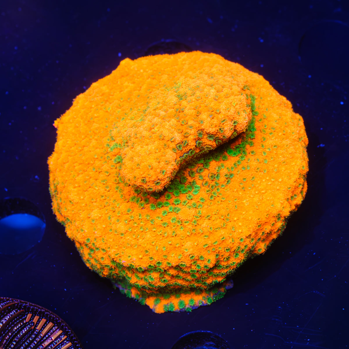 RR Tropic Thunder Montipora WYSIWYG - H4