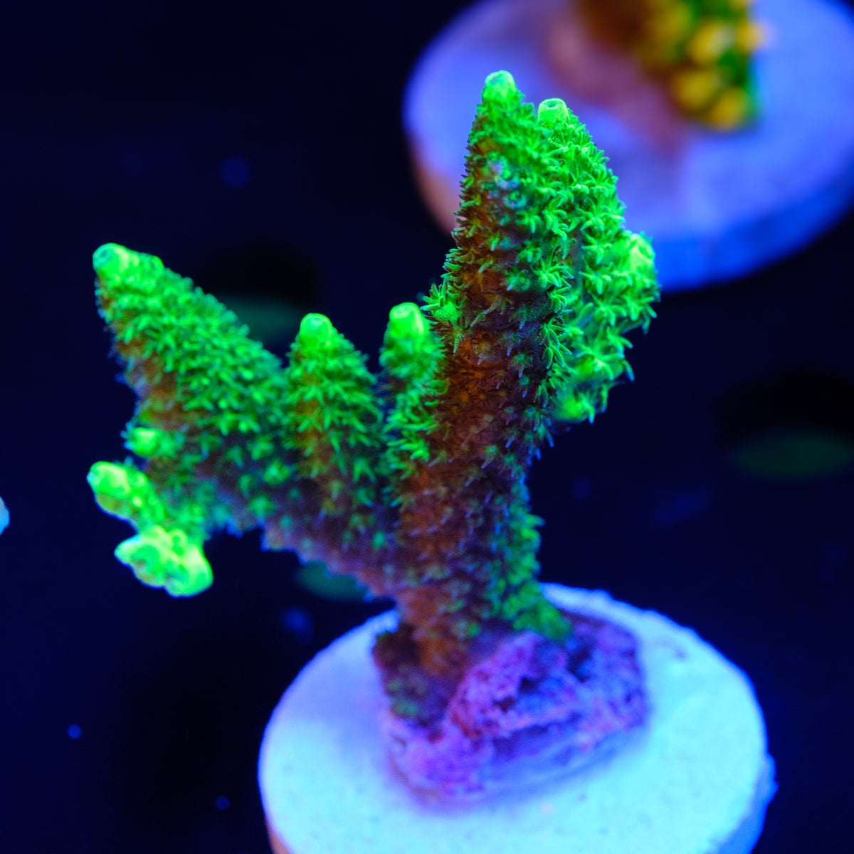 RW College Fund Millepora WYSIWYG - B2