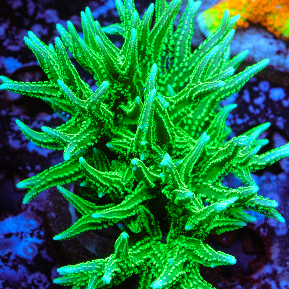 RW Jade Dragon Birdsnest