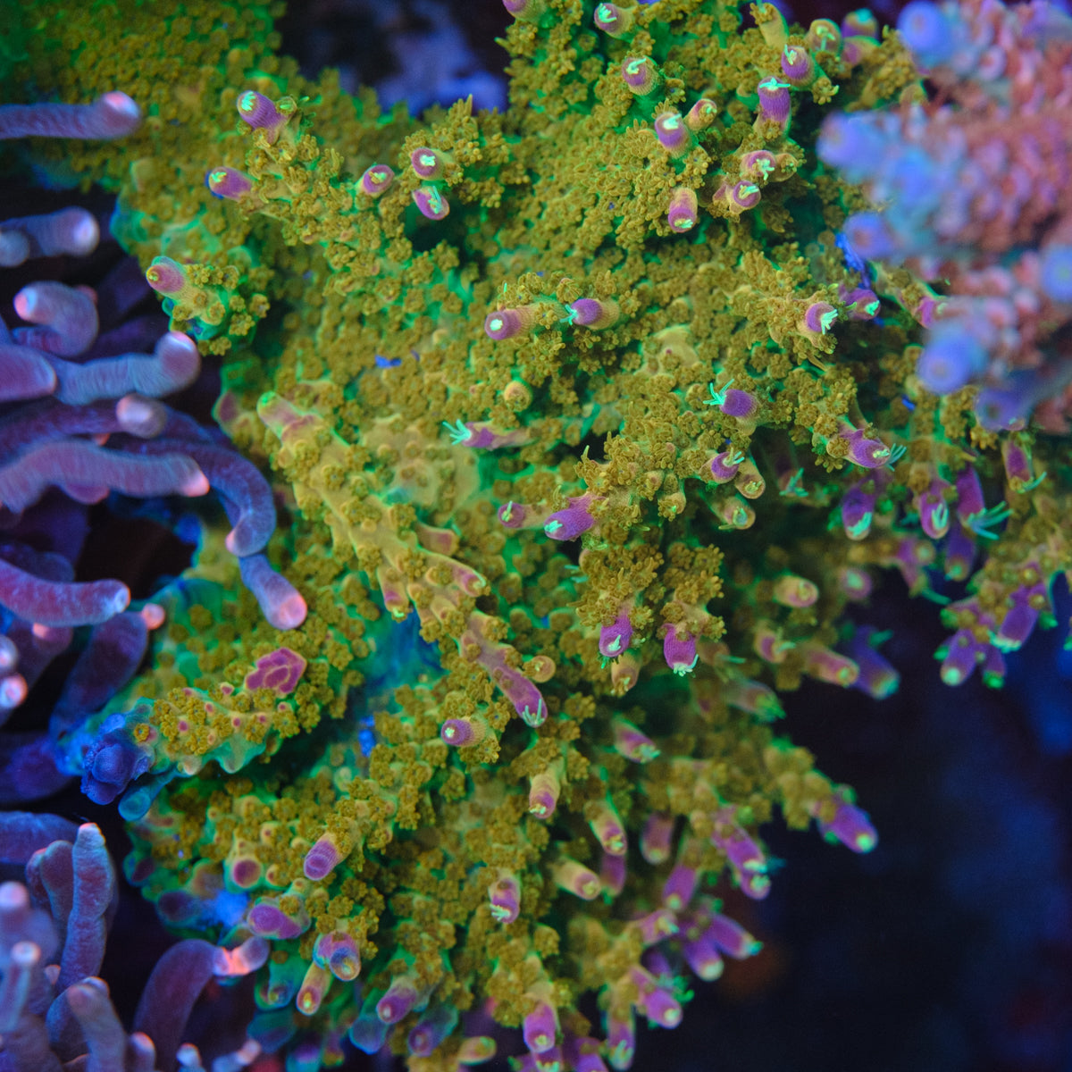Rainbow Loom Acropora