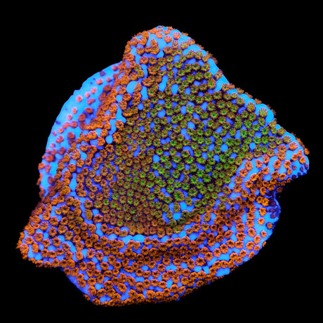 Rainbow Montipora