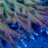 Rainbow Table Acropora