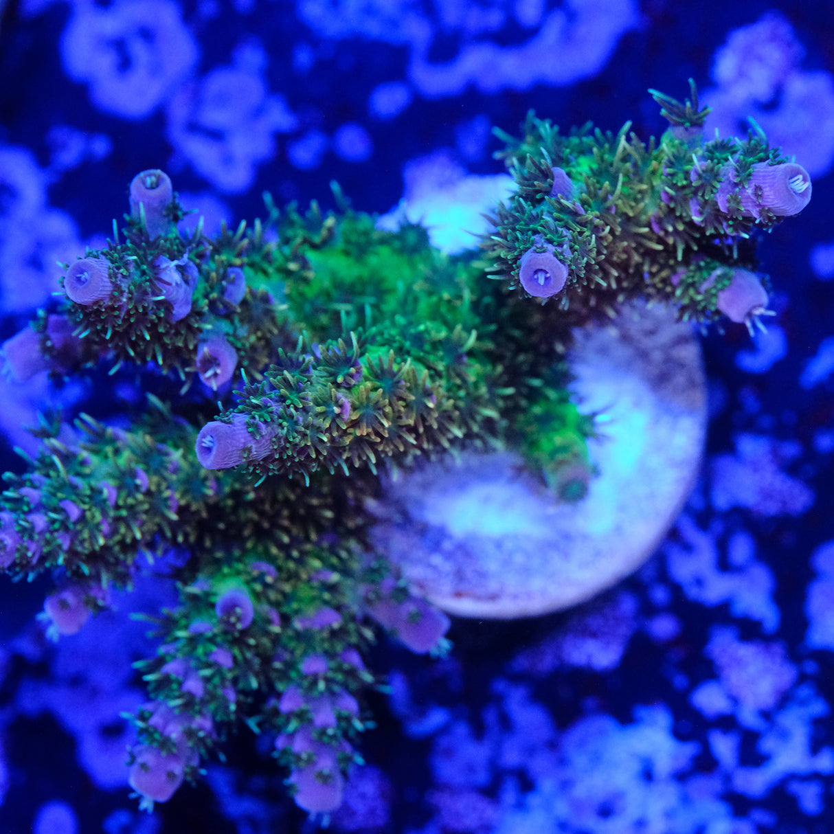 Rainbow Table Acropora