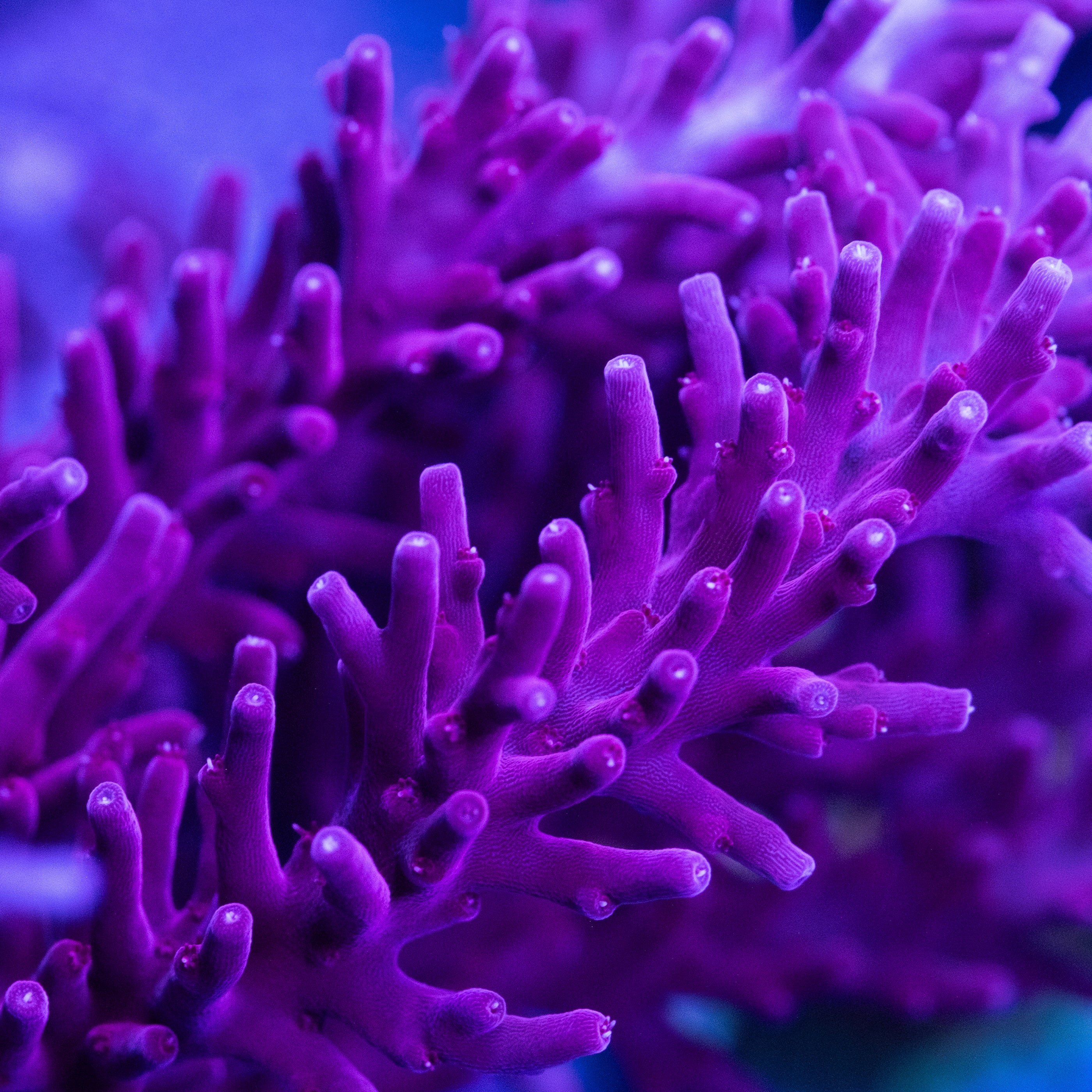 Red Dragon Acropora – Underwater Wonders