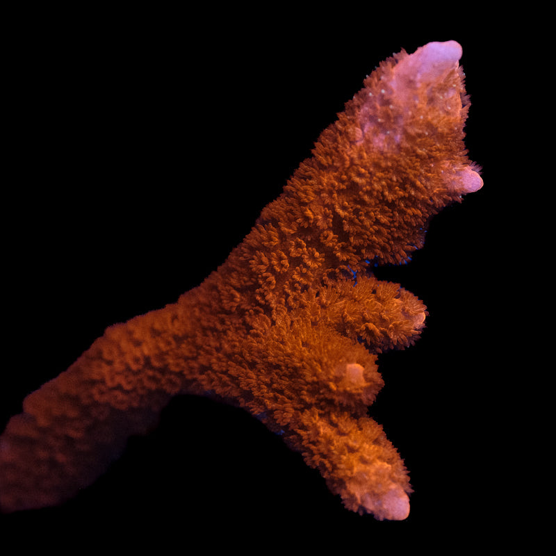 Red Digitata Montipora