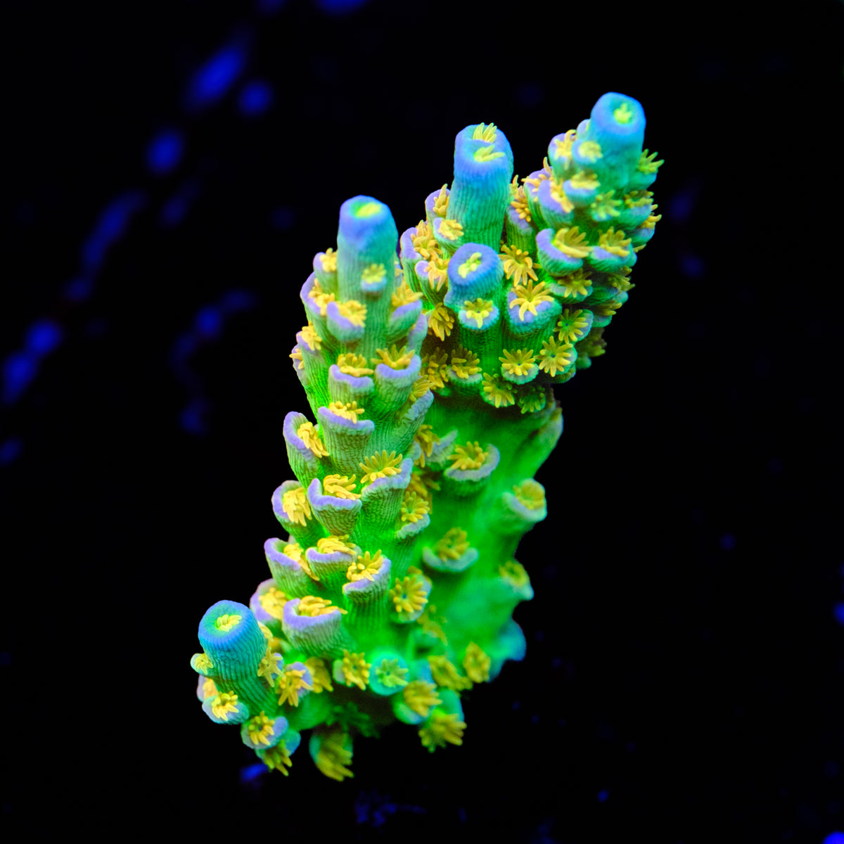 SC Orange Passion Acropora WYSIWYG - H2