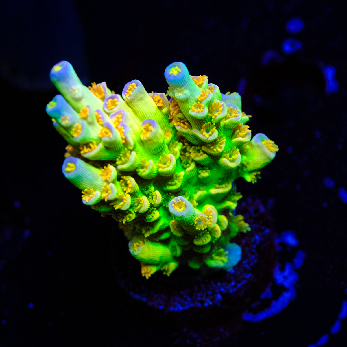 SC Orange Passion Acropora WYSIWYG - P2-4