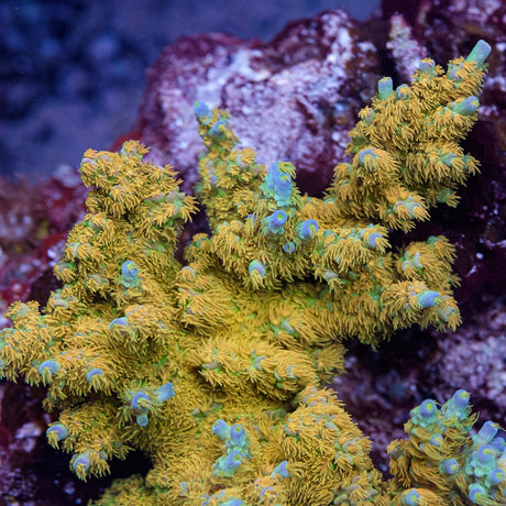 SC Orange Passion Acropora