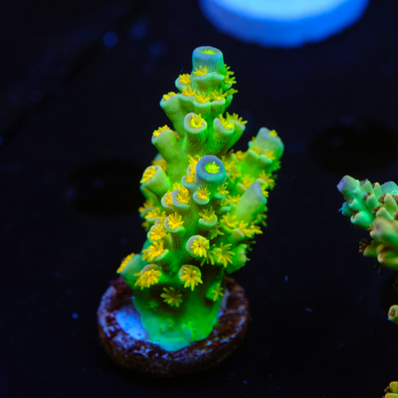 SC Orange Passion Acropora WYSIWYG - H2