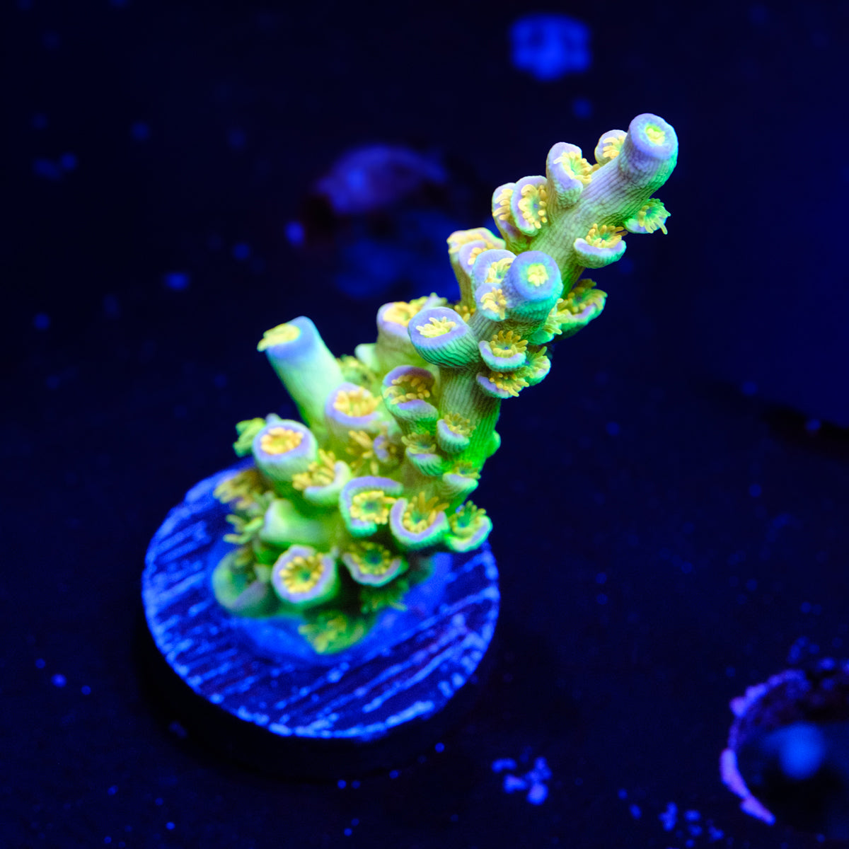 SC Orange Passion Acropora WYSIWYG - I2-4