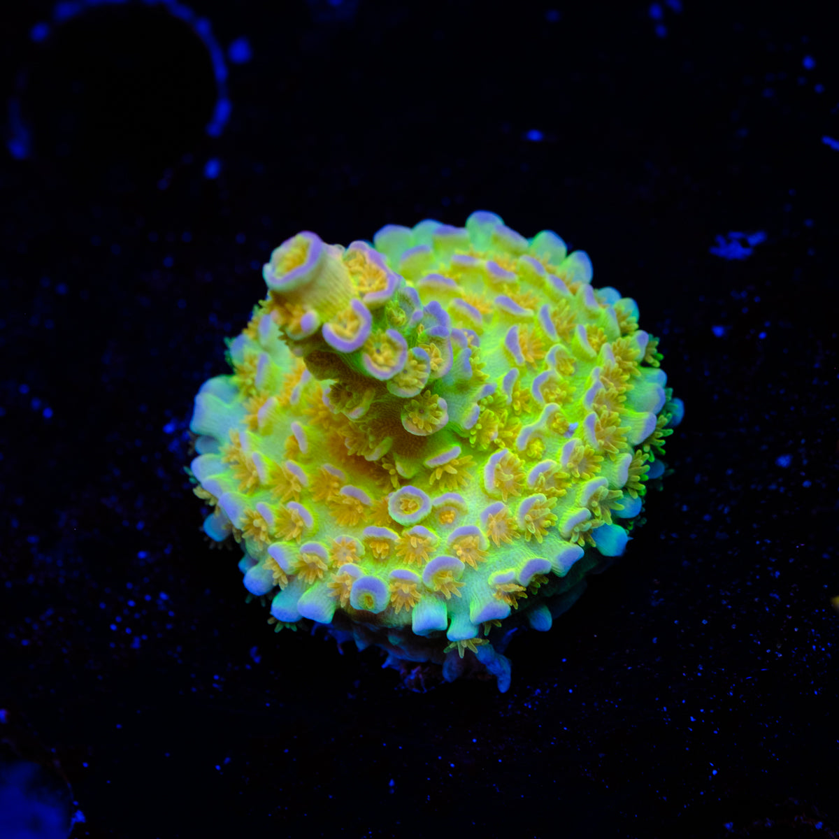 SC Orange Passion Acropora WYSIWYG - L2-4