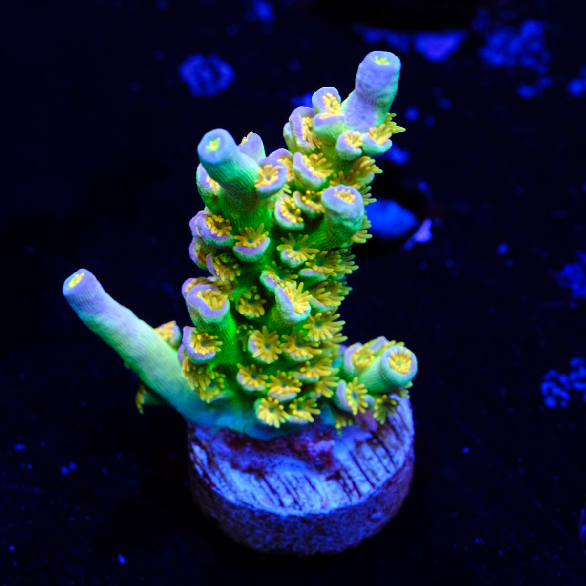 SC Orange Passion Acropora WYSIWYG - N2-4