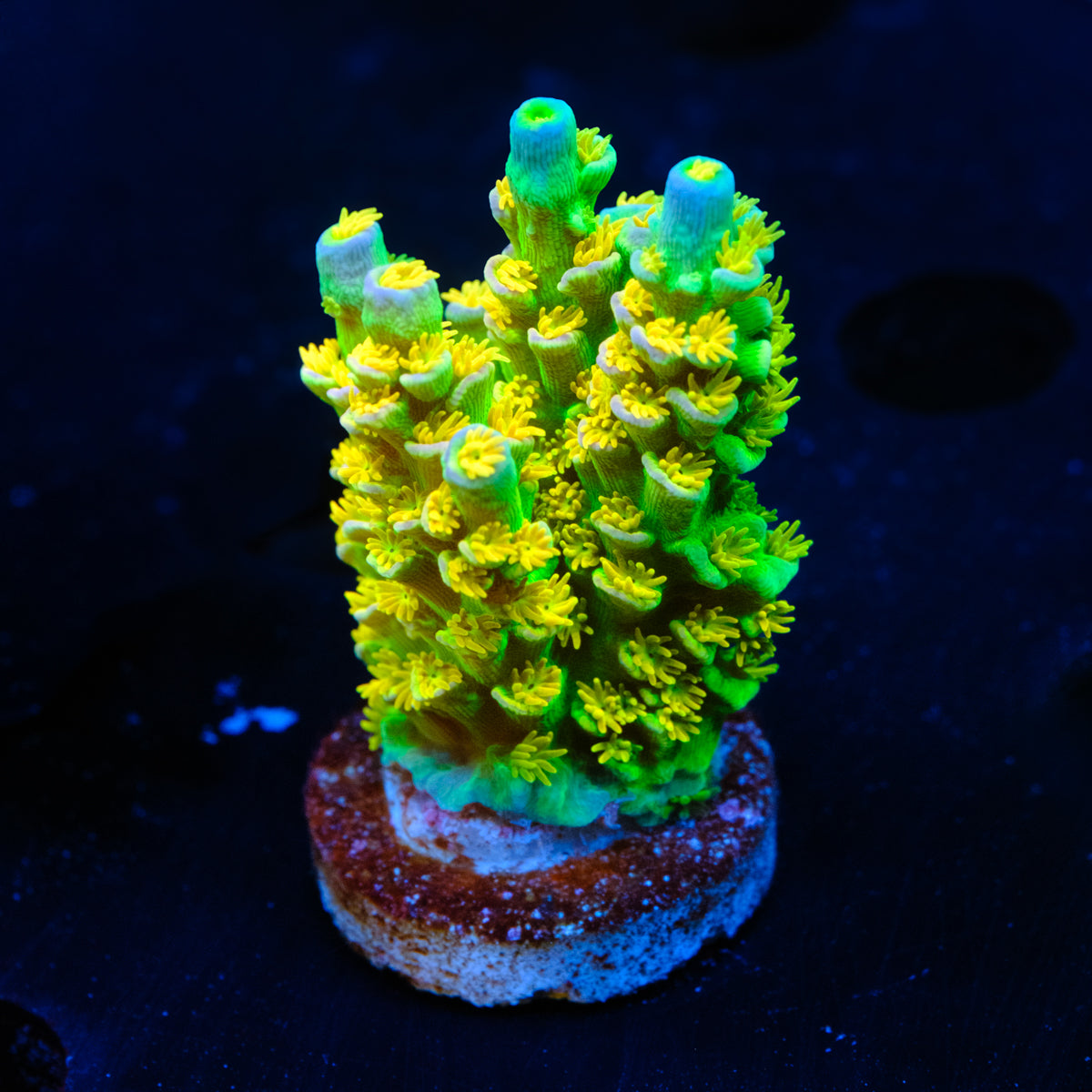 SC Orange Passion Acropora WYSIWYG -  N2