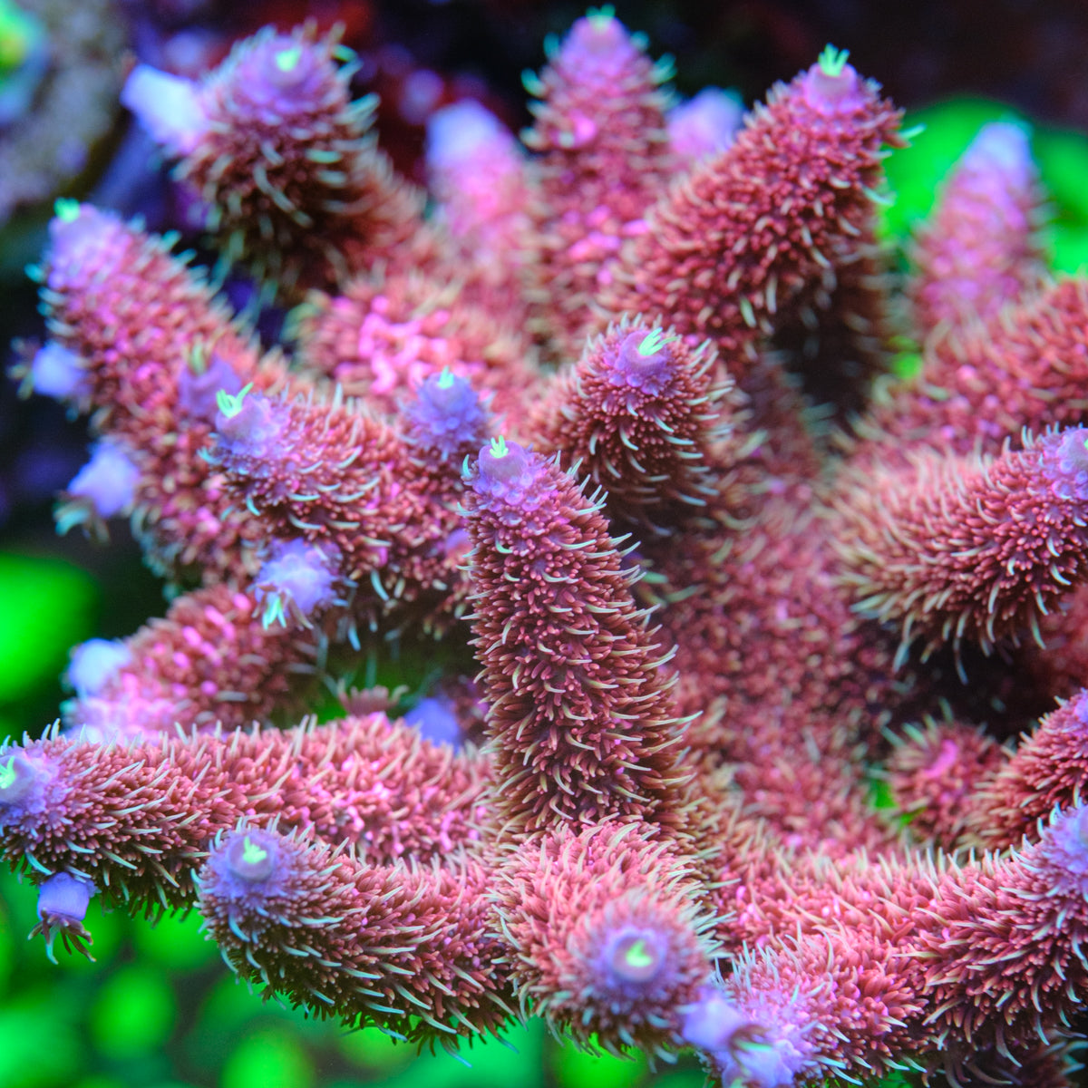 Snipers Bubblegum Millepora