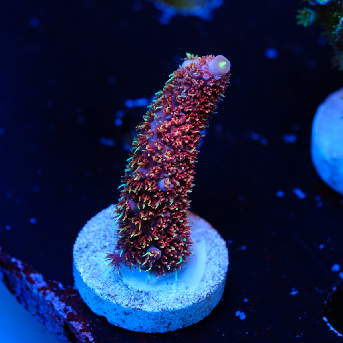 Sniper's Bubblegum Millepora WYSIWYG - A4