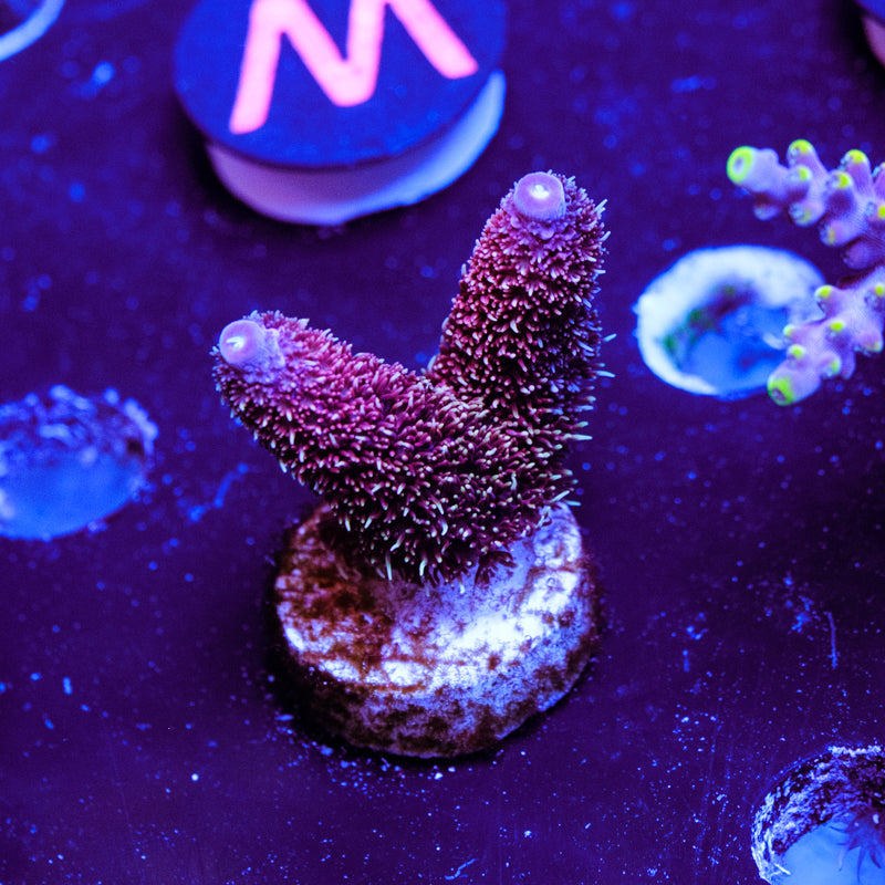 Sniper's Bubblegum Millepora WYSIWYG - W4