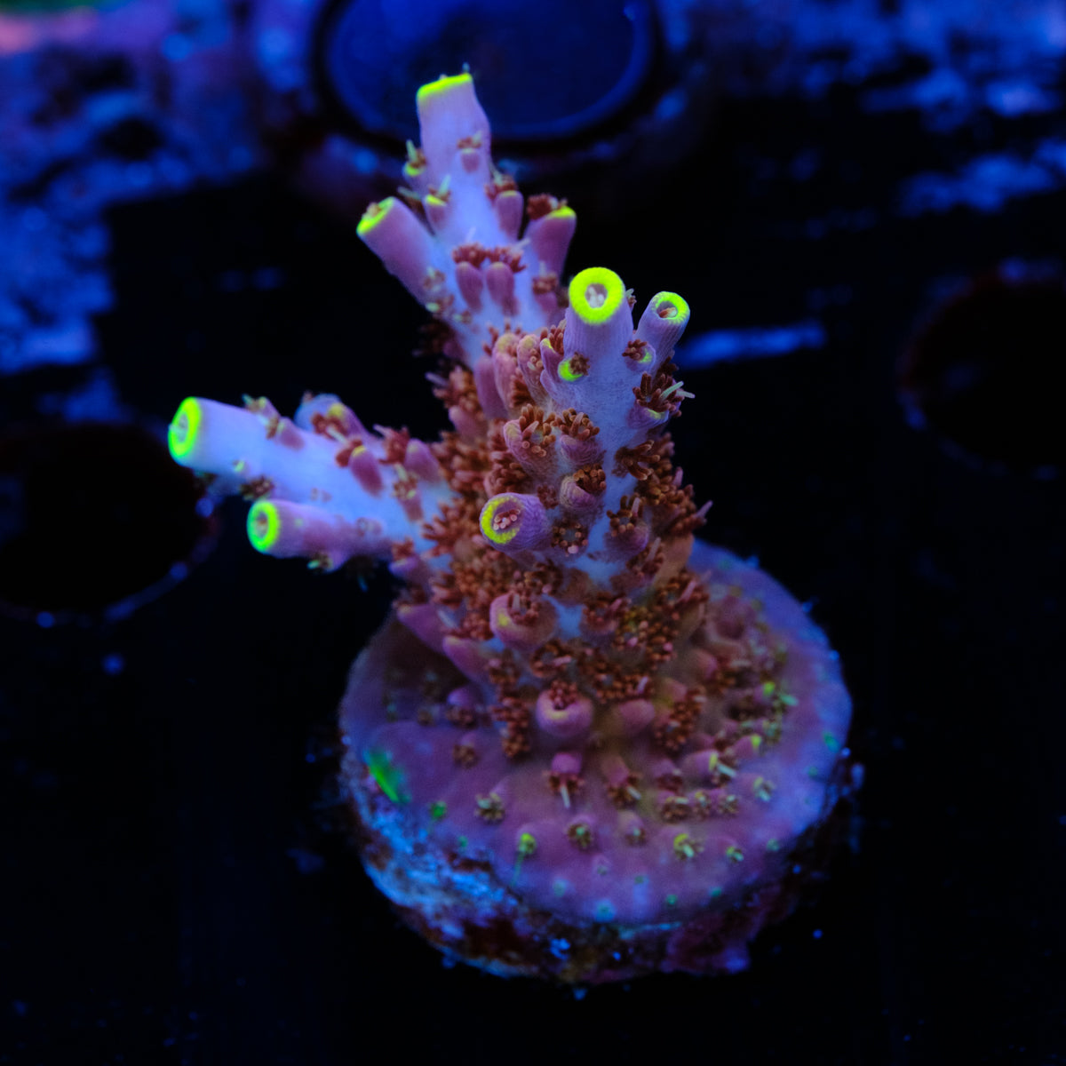 TCK Kaleidoscope Acropora WYSIWYG - S2