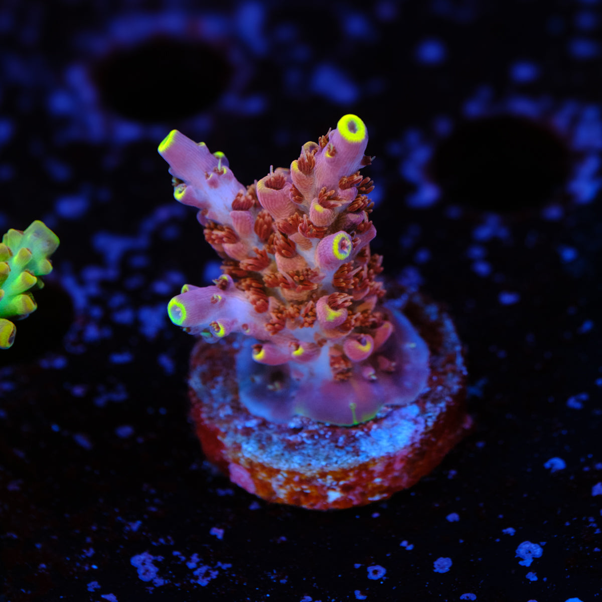 TCK Kaleidoscope Acropora WYSIWYG - S2