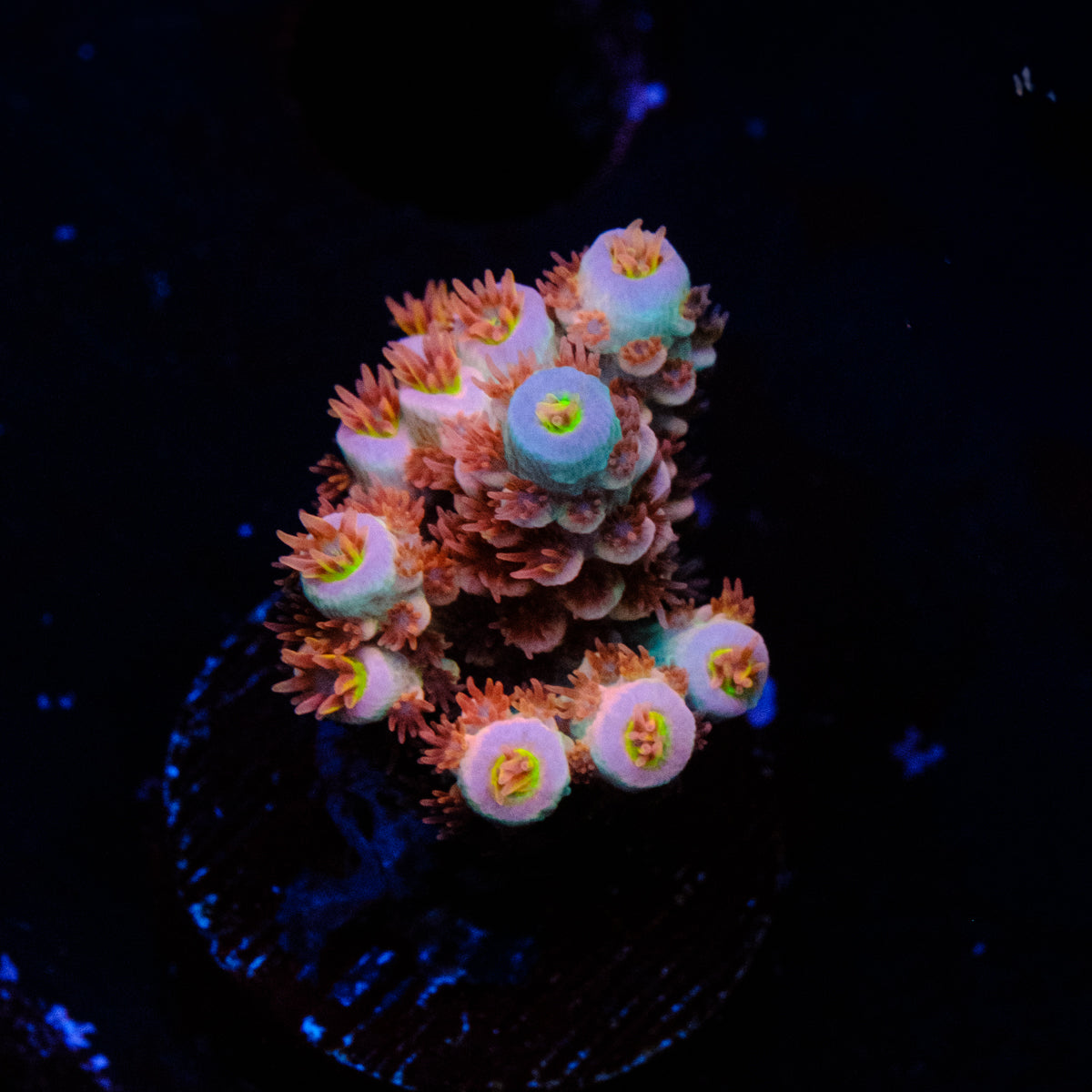 TGC Cherry Bomb Acropora WYSIWYG - I4