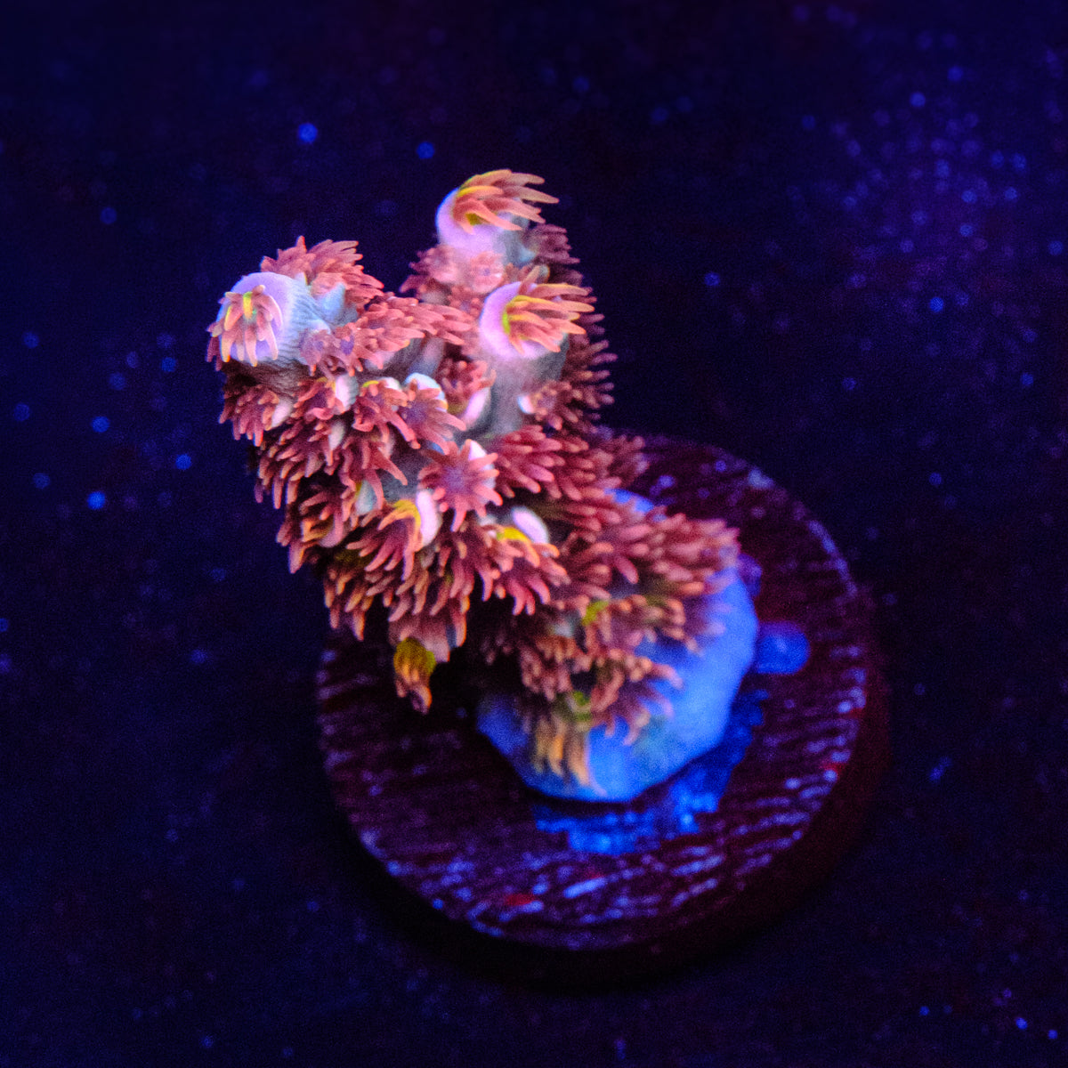 TGC Cherry Bomb Acropora WYSIWYG - N4