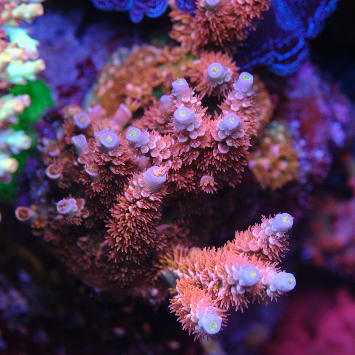 TGC Cherry Bomb Acropora Tenuis