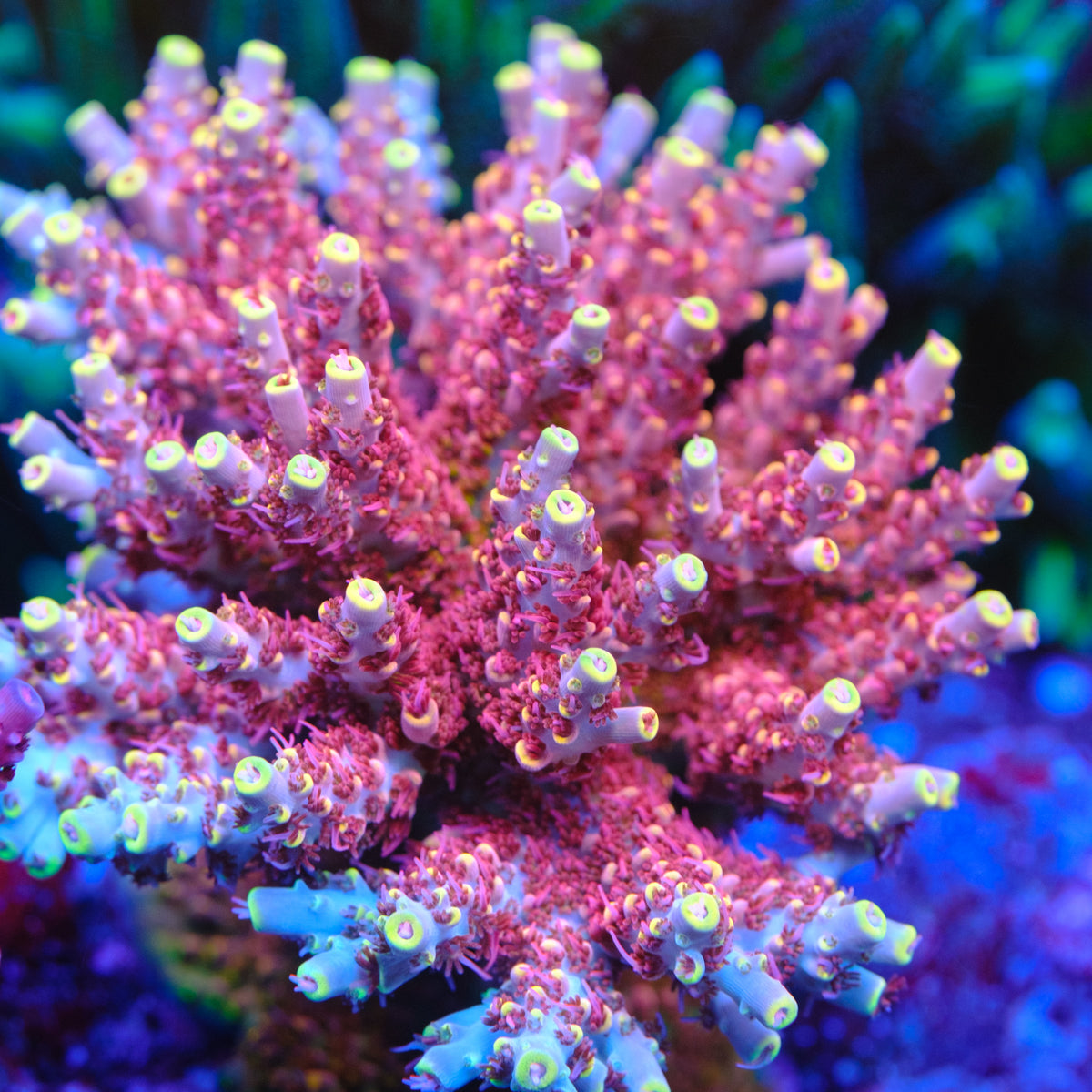 TGC Crazy Eyes Acropora – Underwater Wonders