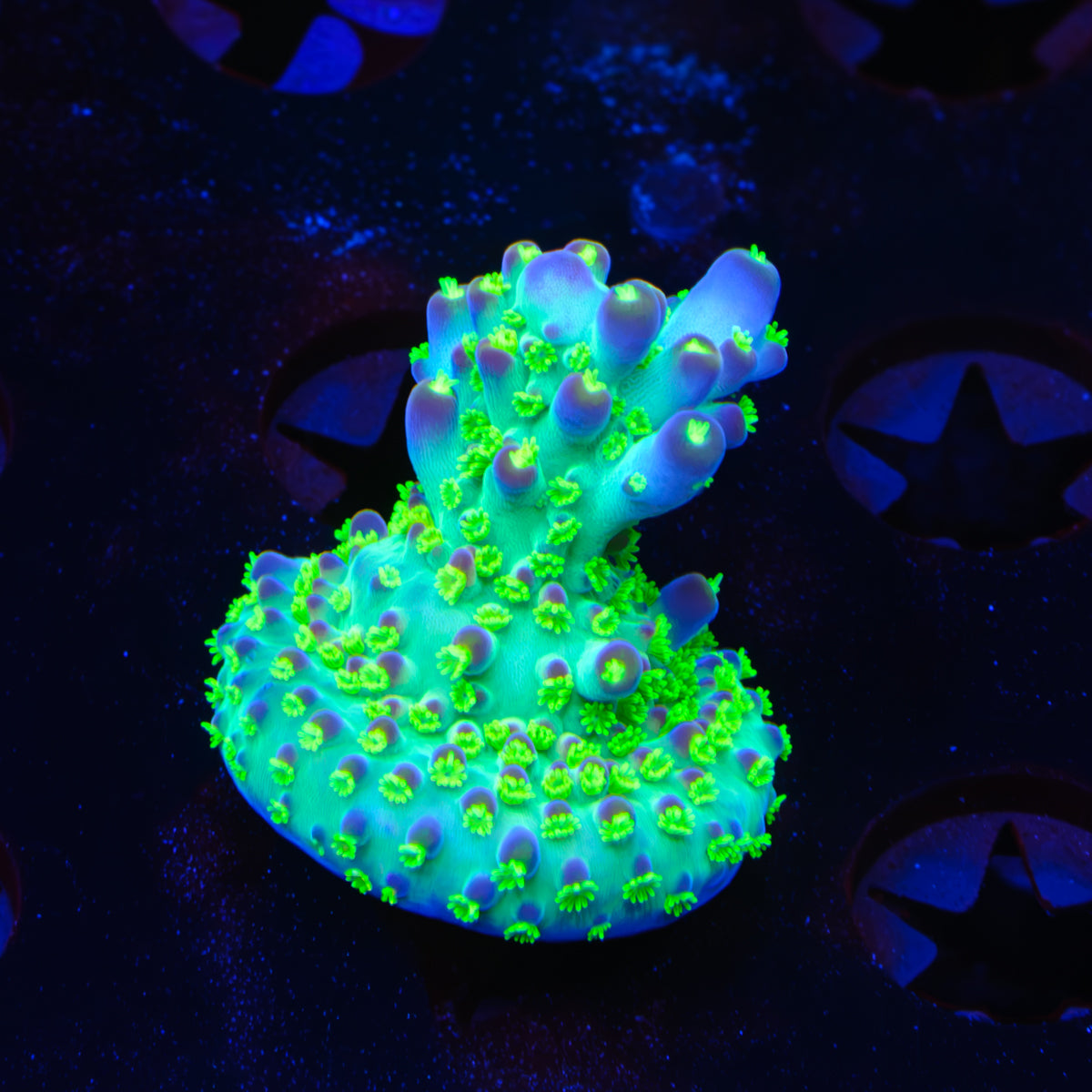 TGC Bugatti Acropora WYSIWYG - G6