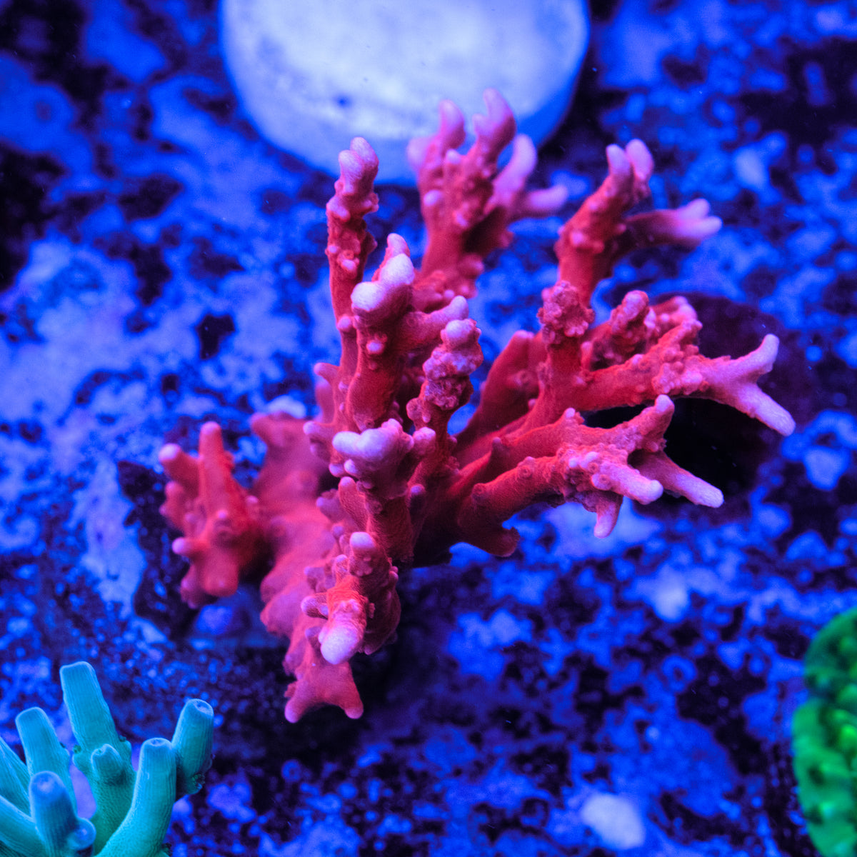 JF TNT Anacropora – Underwater Wonders