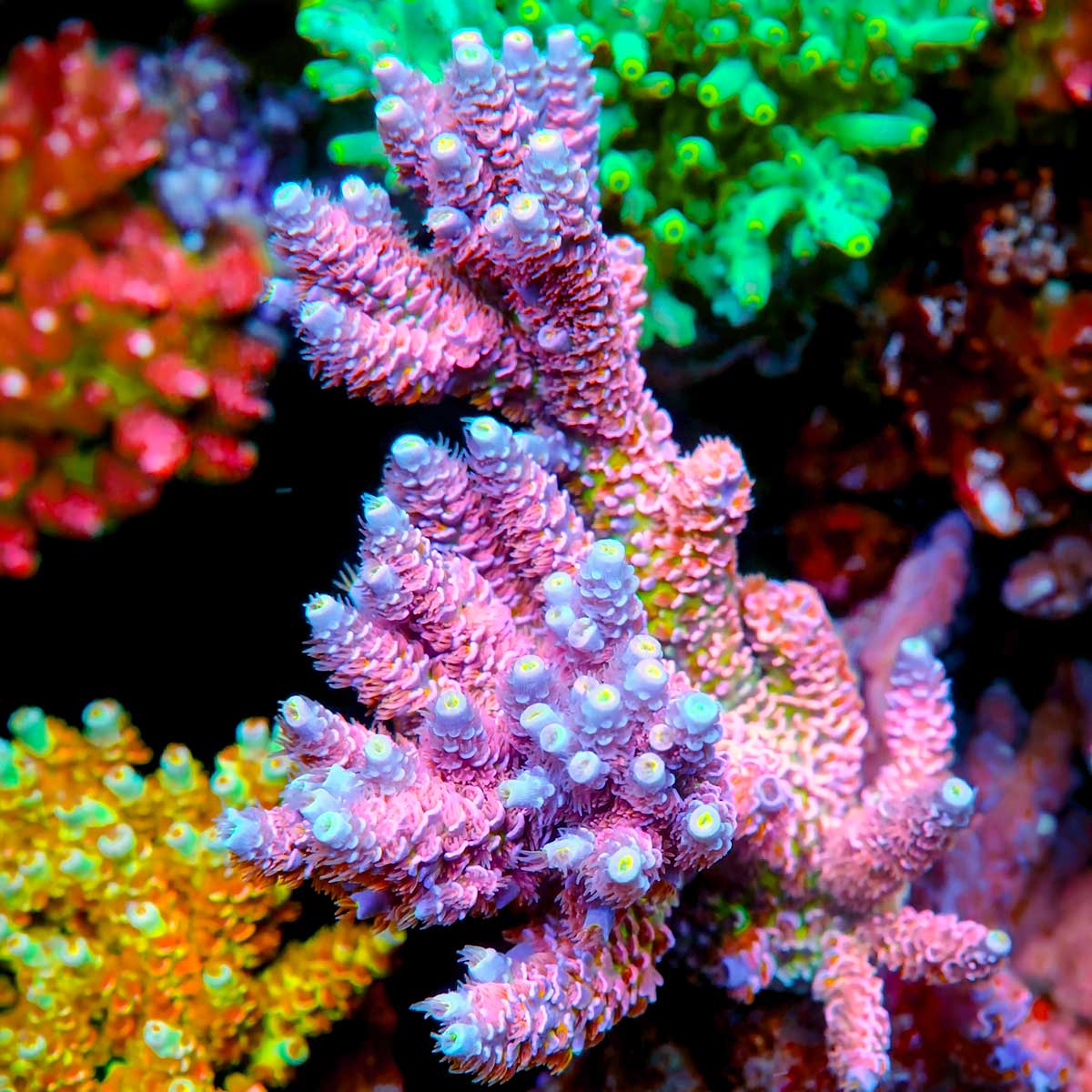 TSA Nebula Acropora Tenuis