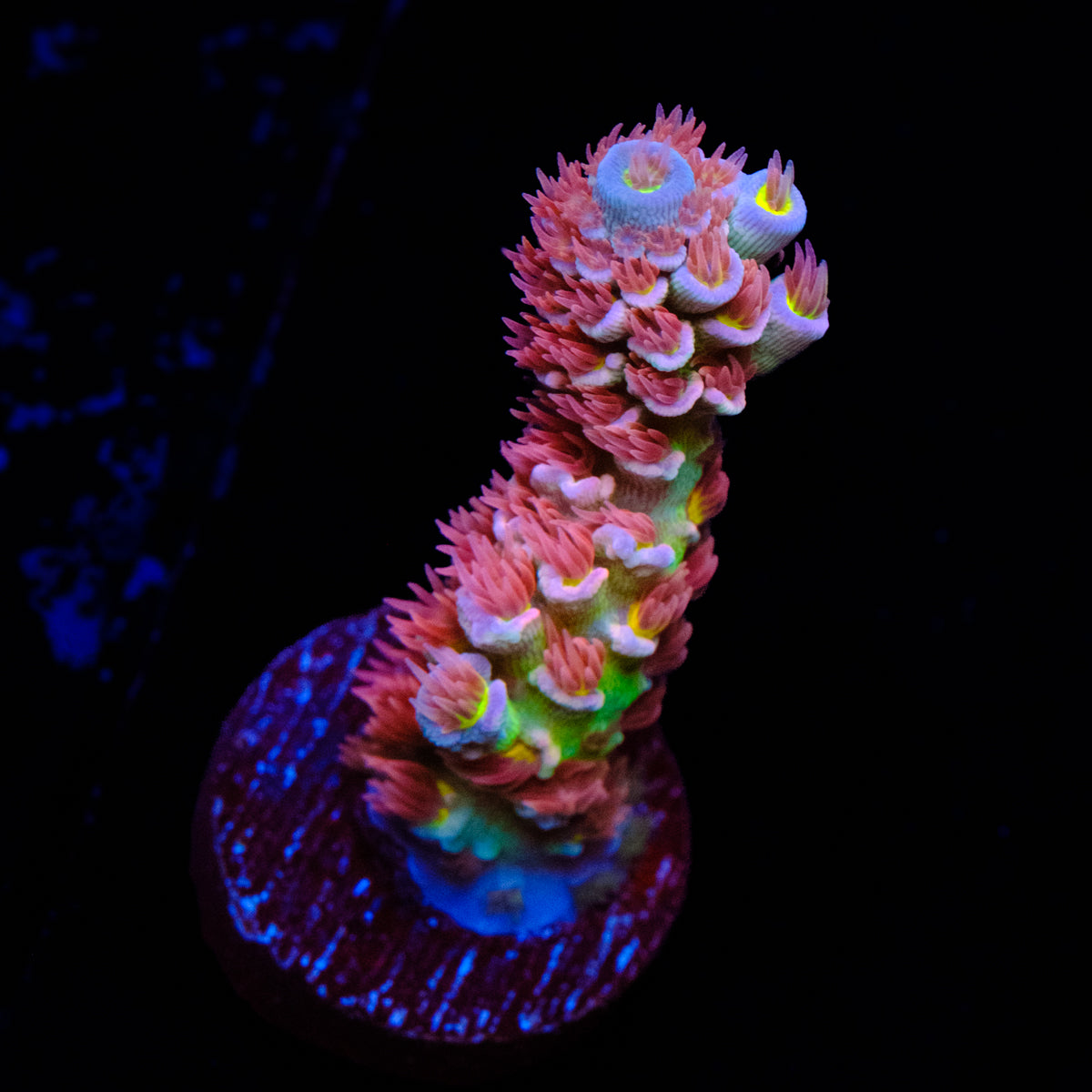 TSA Bubbleyum Acropora WYSIWYG - A4