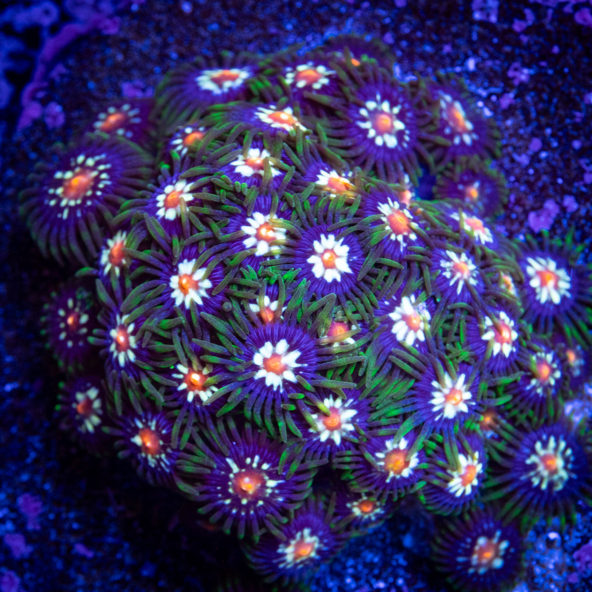 TSA Daisy Cutter Zoanthids