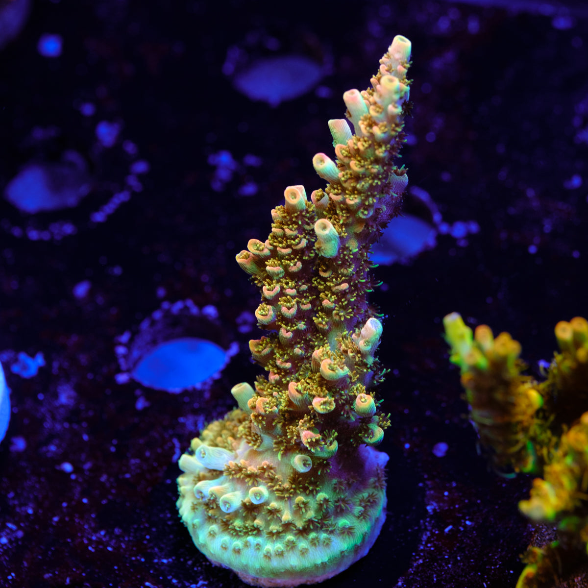 TSA Dan Aykroyd Acropora WYSIWYG - C2-4