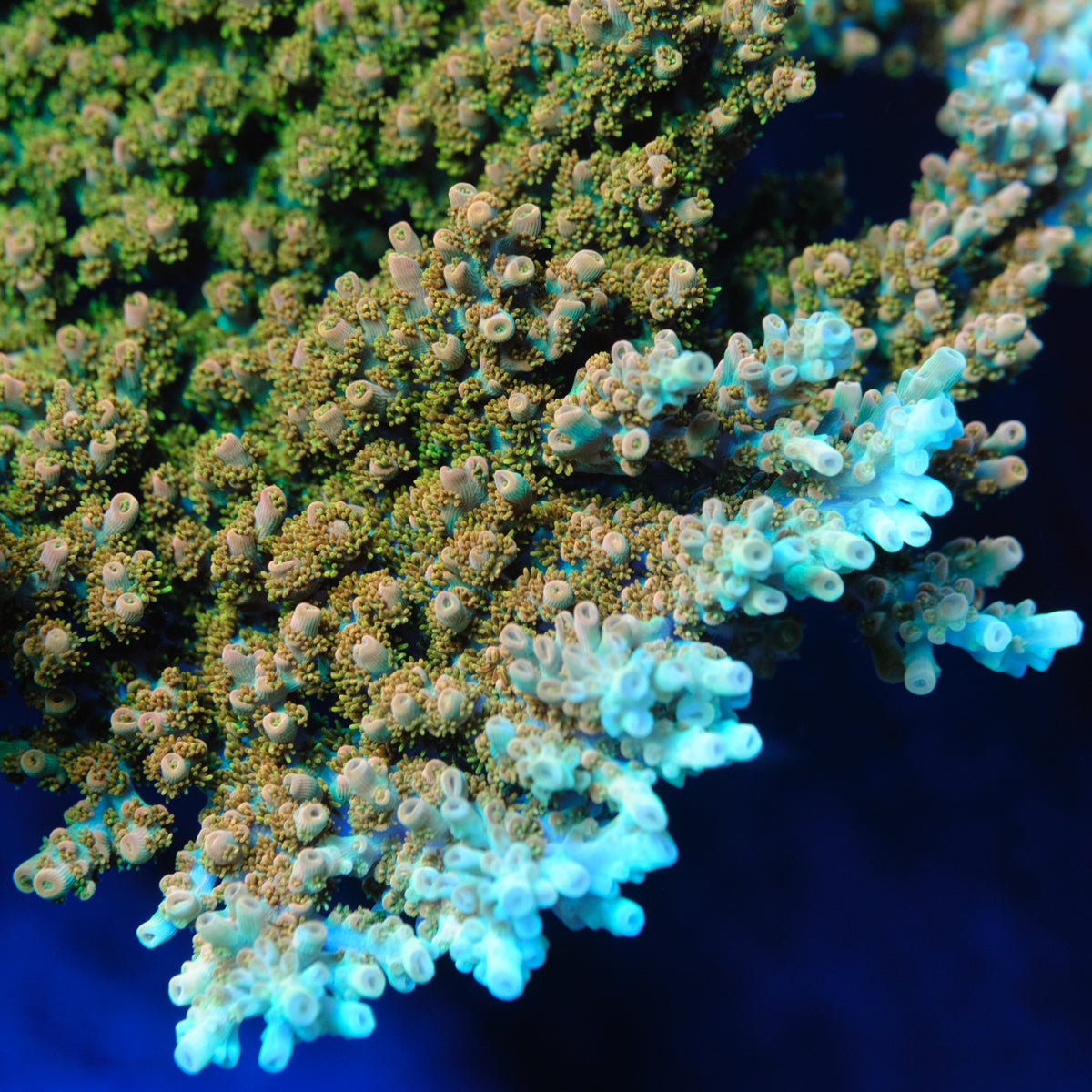 TSA Dan Aykroyd Acropora