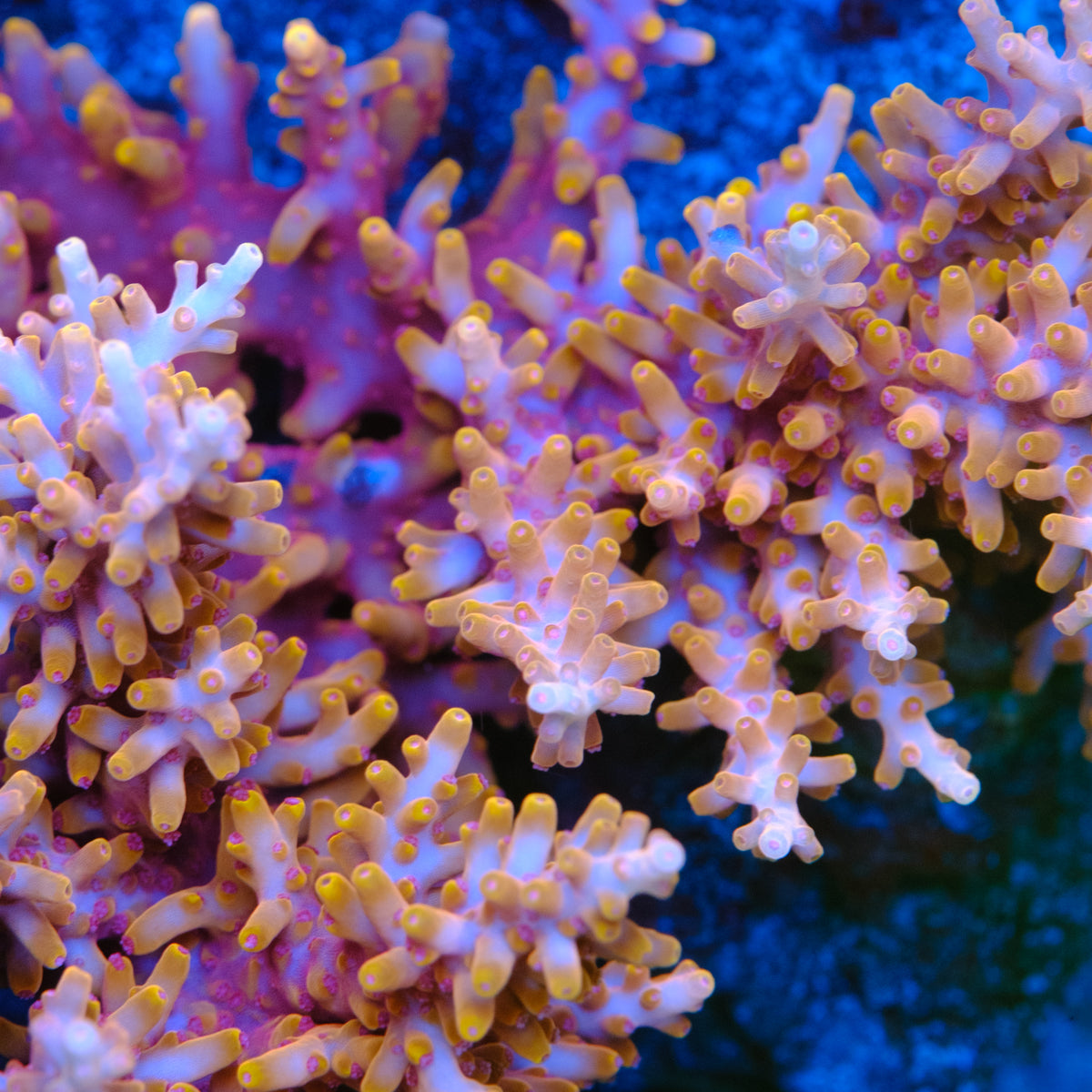 TSA Fire Dragon Acropora