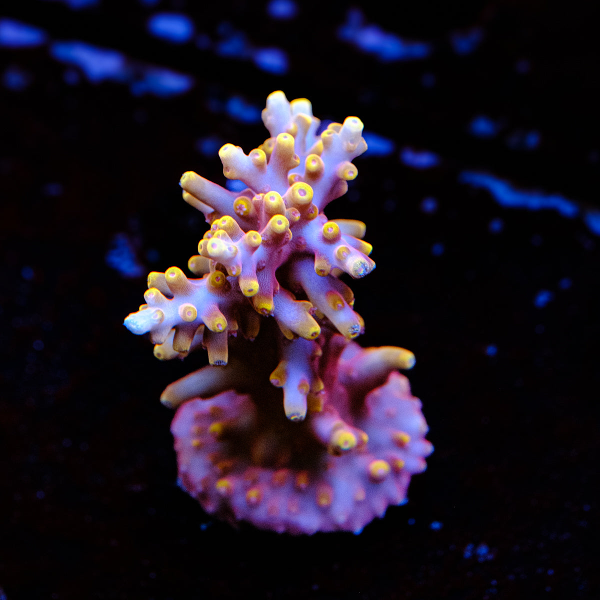 TSA Fire Dragon Acropora WYSIWYG - G2