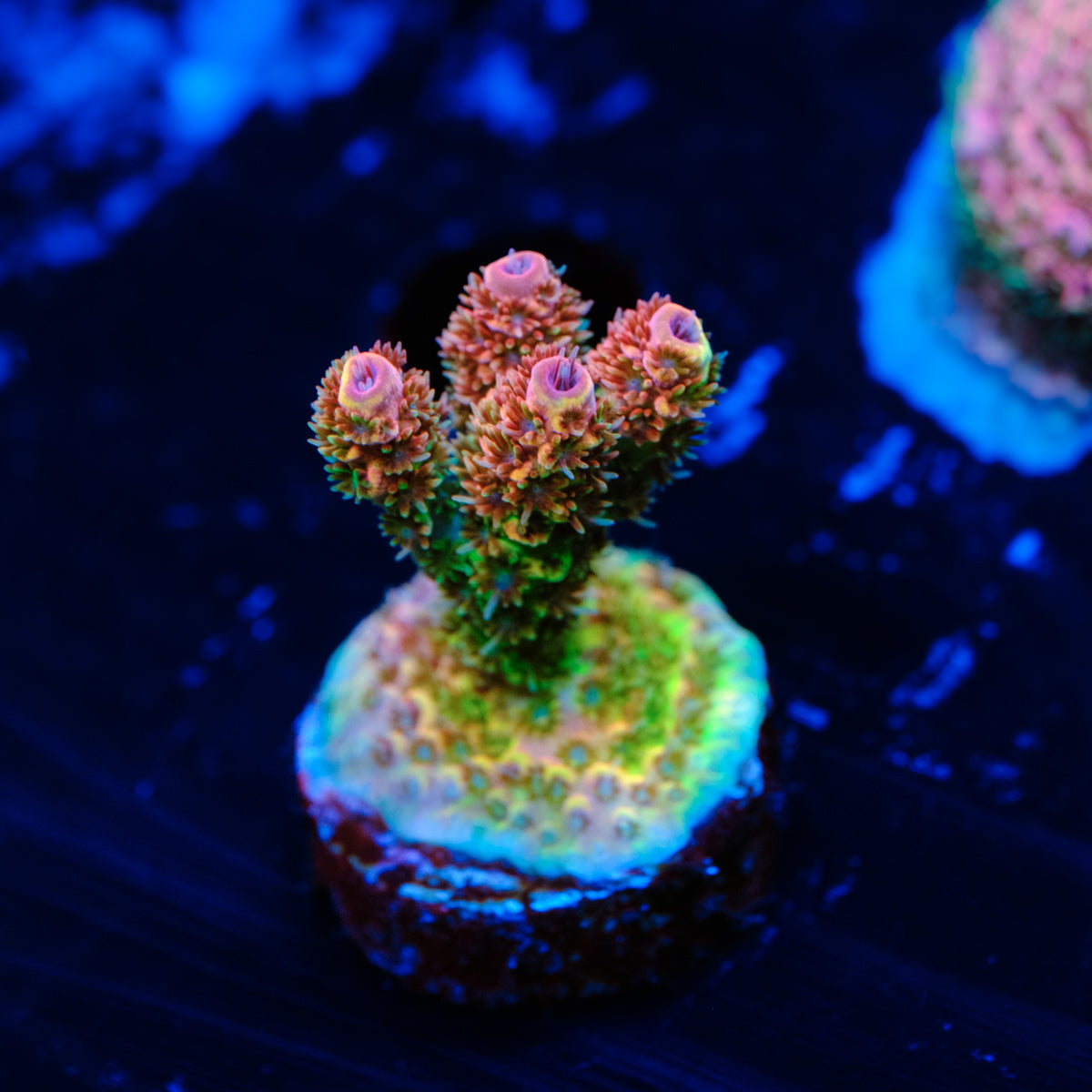 TSA Four Loko Acropora WYSIWYG - I2