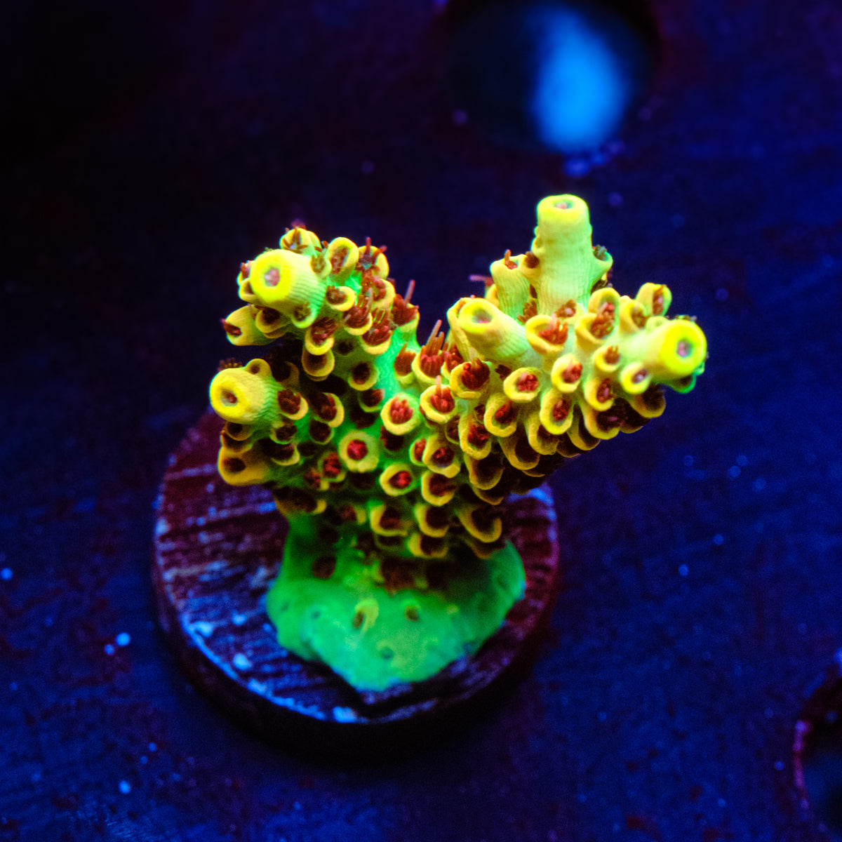 TSA Harvey Wallbanger Acropora WYSIWYG - K4